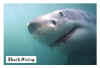 6 shark diving3.jpg (9833 bytes)