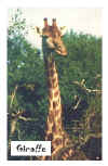 Giraffe.jpg (36982 bytes)