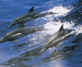 Dolphins at Plett